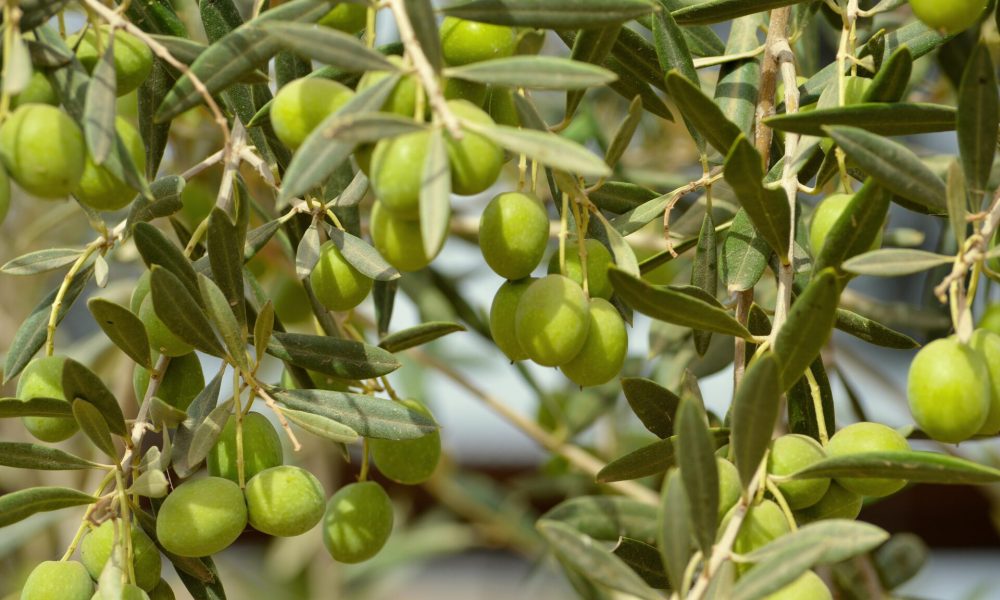 Olives (2)